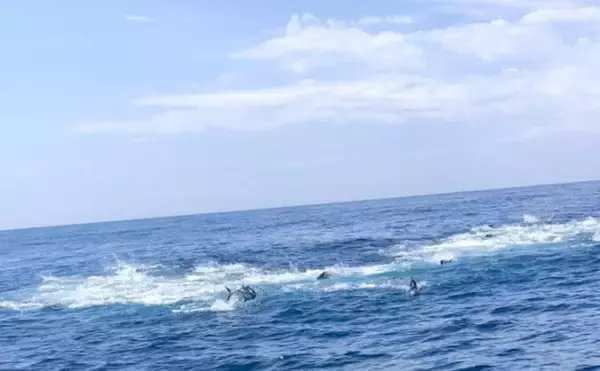 「クロマグロ釣りを始めよう！ 北海道で広がるキャスティングゲームの魅力とは」の画像