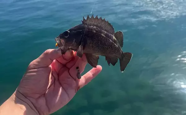 釣り初心者におすすめ！北海道で手軽に狙える「エゾメバル」を釣ってみた
