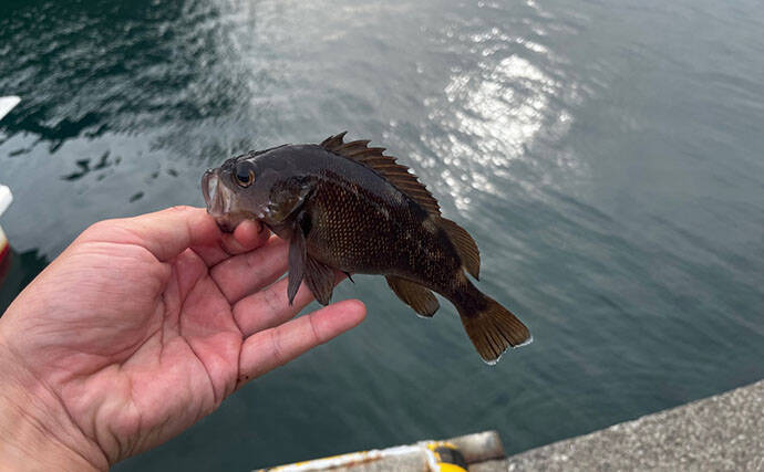 釣り初心者におすすめ！北海道で手軽に狙える「エゾメバル」を釣ってみた