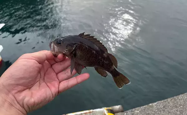 「釣り初心者におすすめ！北海道で手軽に狙える「エゾメバル」を釣ってみた」の画像