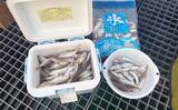 「豊浜釣り桟橋でのサビキ釣りで15cm級のアジ・サバでクーラー満タン【愛知】」の画像1