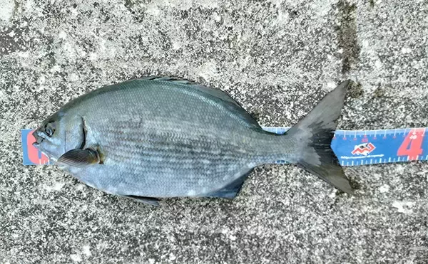 「三宅島での堤防フカセ釣りで本命シマアジ不発もイスズミが連発【東京】」の画像