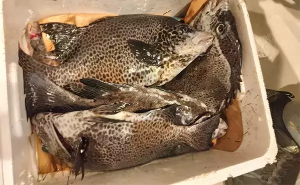 「三宅島での堤防フカセ釣りで本命シマアジ不発もイスズミが連発【東京】」の画像