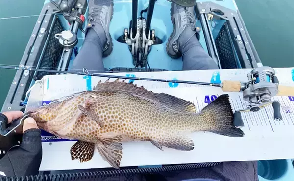 「「渓流タックルでブリと格闘！」三浦半島カヤックフィッシングでイナダが連発【神奈川】」の画像