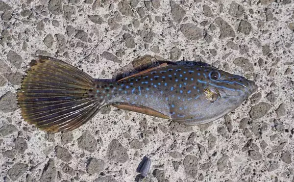 「家族4人で楽しむ仁科漁港のサビキ釣り旅行【静岡】小メジナやベラが次々ヒット！」の画像