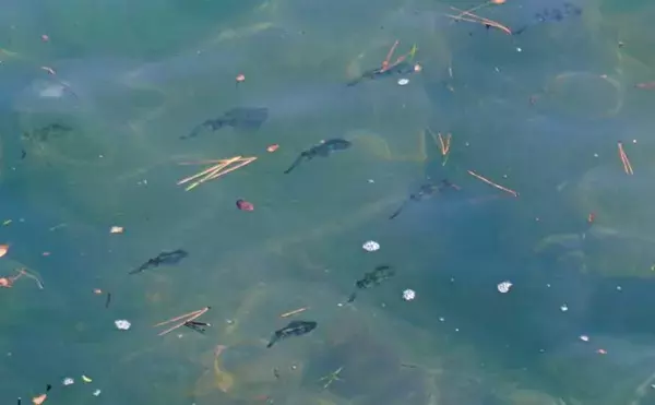 「家族4人で楽しむ仁科漁港のサビキ釣り旅行【静岡】小メジナやベラが次々ヒット！」の画像