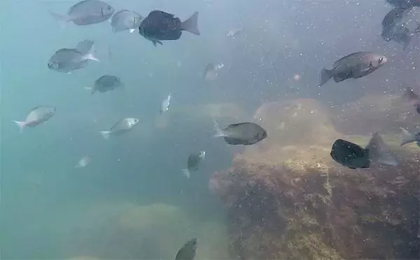 「家族4人で楽しむ仁科漁港のサビキ釣り旅行【静岡】小メジナやベラが次々ヒット！」の画像