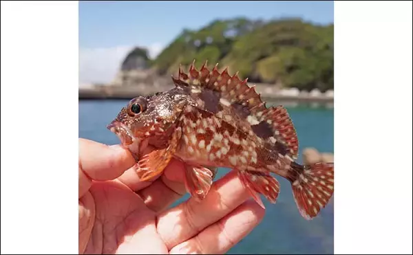 「家族4人で楽しむ仁科漁港のサビキ釣り旅行【静岡】小メジナやベラが次々ヒット！」の画像