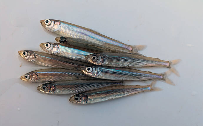 「今日は100匹釣るぞ」が現実に　入鹿池のワカサギ釣りで釣友が初束達成【愛知】