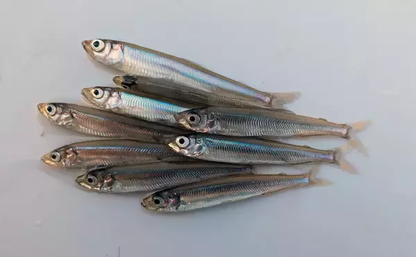 「「今日は100匹釣るぞ」が現実に　入鹿池のワカサギ釣りで釣友が初束達成【愛知】」の画像