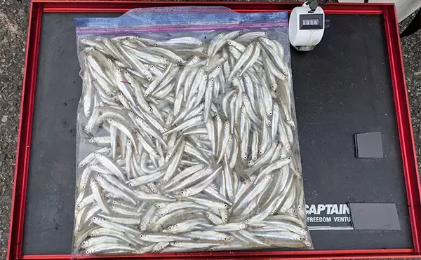 「「今日は100匹釣るぞ」が現実に　入鹿池のワカサギ釣りで釣友が初束達成【愛知】」の画像