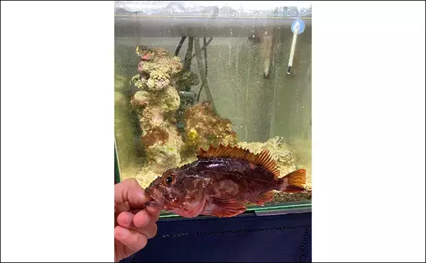 「「最初はこれだけあればOK！」　魚の飼育に最低限必要なアイテム7選」の画像