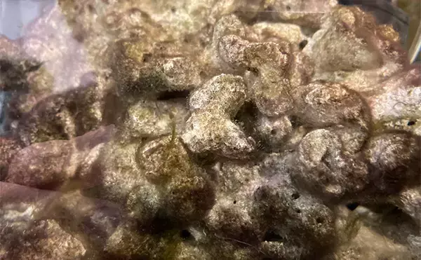 「「最初はこれだけあればOK！」　魚の飼育に最低限必要なアイテム7選」の画像