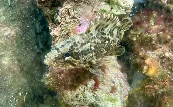 「「最初はこれだけあればOK！」　魚の飼育に最低限必要なアイテム7選」の画像