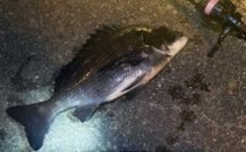 「手持ちの道具で始めよう！」 チニングに流用可能なタックルとは？