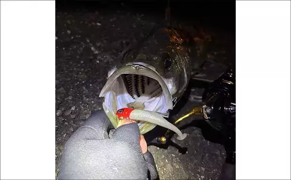 「「手持ちの道具で始めよう！」 チニングに流用可能なタックルとは？」の画像