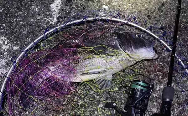 「「手持ちの道具で始めよう！」 チニングに流用可能なタックルとは？」の画像