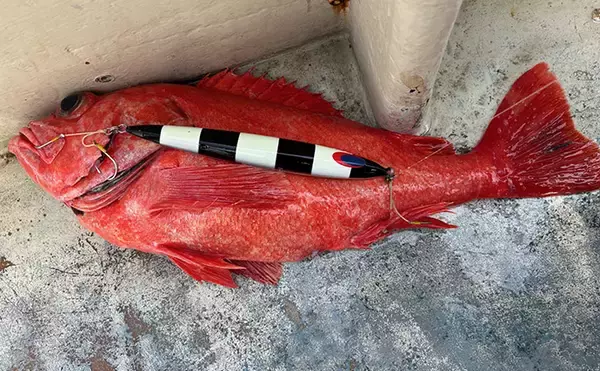 「「水深1000m超え！」超深海ジギングで高級魚『ベニアコウ』2匹をキャッチ【神奈川】」の画像