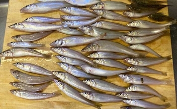 キス投げ釣りの代表的なエサの付け方「ちょん掛け」を理解しよう　丁寧な作業が釣果に直結！
