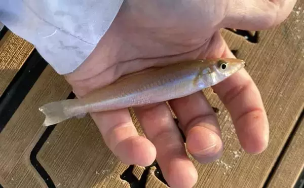 「キス投げ釣りの代表的なエサの付け方「ちょん掛け」を理解しよう　丁寧な作業が釣果に直結！」の画像