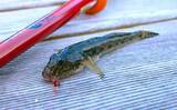 「都心でハゼ釣りシーズンが開幕！【佃堀】6cm前後のデキハゼ中心に32尾を手中」の画像1