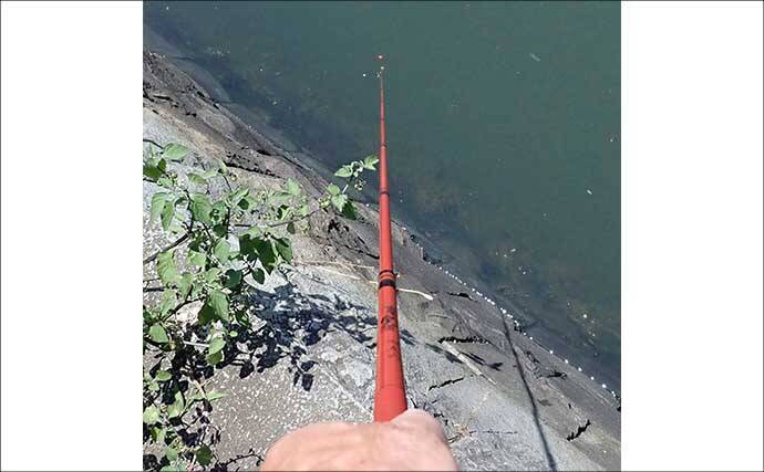 都心でハゼ釣りシーズンが開幕！【佃堀】6cm前後のデキハゼ中心に32尾を手中