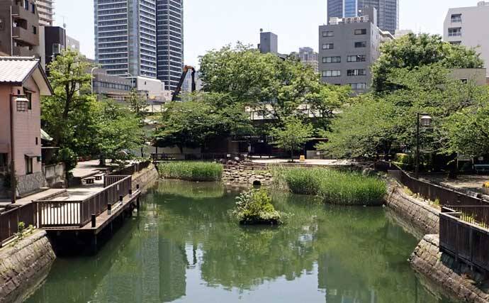 都心でハゼ釣りシーズンが開幕！【佃堀】6cm前後のデキハゼ中心に32尾を手中