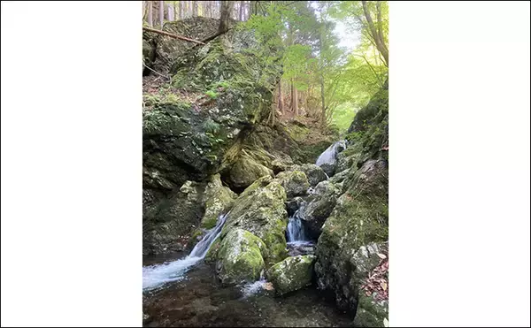 「初夏の奥多摩で渓流エサ釣り満喫【東京】26cmイワナに23cmヤマメ手中に満足」の画像