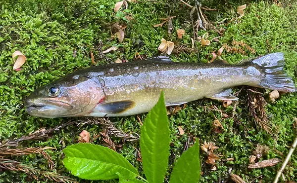 「初夏の奥多摩で渓流エサ釣り満喫【東京】26cmイワナに23cmヤマメ手中に満足」の画像