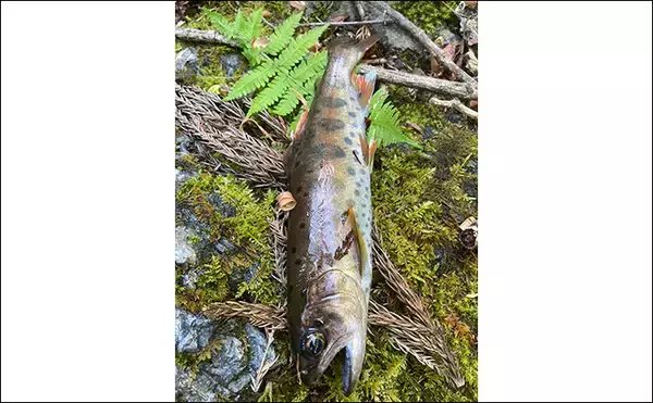 「初夏の奥多摩で渓流エサ釣り満喫【東京】26cmイワナに23cmヤマメ手中に満足」の画像