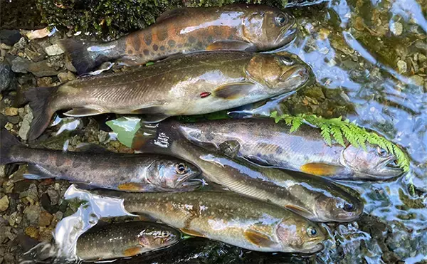 「初夏の奥多摩で渓流エサ釣り満喫【東京】26cmイワナに23cmヤマメ手中に満足」の画像