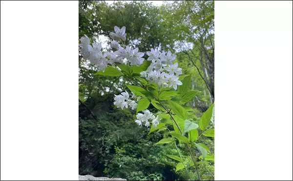 「初夏の奥多摩で渓流エサ釣り満喫【東京】26cmイワナに23cmヤマメ手中に満足」の画像