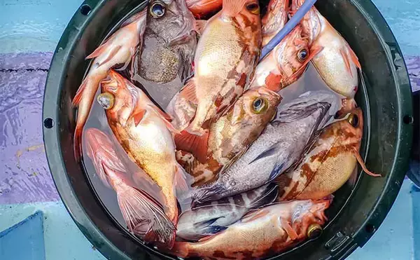 「オキメバル釣りで30cm超え含み良型連発！【茨城・釣友丸】キントキダイやアジなどゲストも多彩」の画像