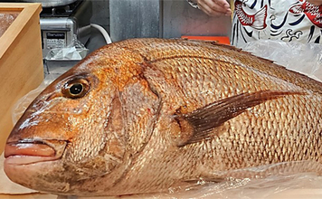 「シロイカ釣りからドラマ展開！」泳がせ釣りへの転戦で80cmマダイ浮上【鳥取・田後沖】