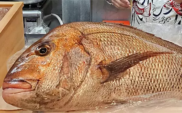 「シロイカ釣りからドラマ展開！」泳がせ釣りへの転戦で80cmマダイ浮上【鳥取・田後沖】