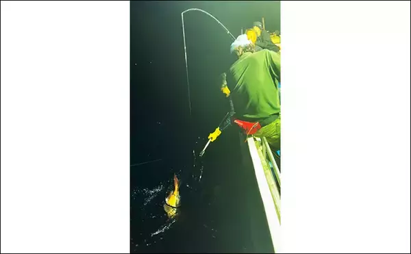 「「シロイカ釣りからドラマ展開！」泳がせ釣りへの転戦で80cmマダイ浮上【鳥取・田後沖】」の画像