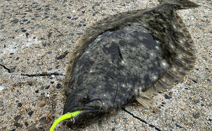 「捨てるのは勿体ない！」 美味魚で知られるヒラメは皮の唐揚げがめちゃくちゃ美味しい