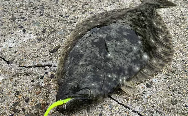 「「捨てるのは勿体ない！」 美味魚で知られるヒラメは皮の唐揚げがめちゃくちゃ美味しい」の画像