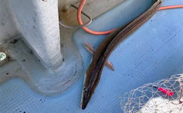 「泳がせ釣りで120cm・2.6kgハモをキャッチ【三重】青物に引けを取らぬ豪引を堪能」の画像