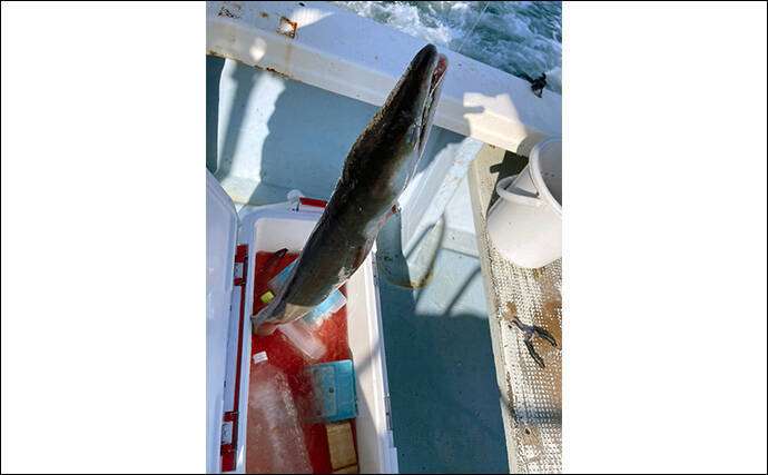 泳がせ釣りで120cm・2.6kgハモをキャッチ【三重】青物に引けを取らぬ豪引を堪能