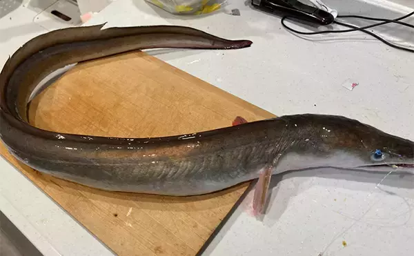「泳がせ釣りで120cm・2.6kgハモをキャッチ【三重】青物に引けを取らぬ豪引を堪能」の画像