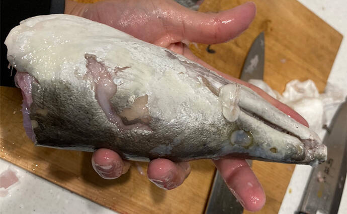 泳がせ釣りで120cm・2.6kgハモをキャッチ【三重】青物に引けを取らぬ豪引を堪能