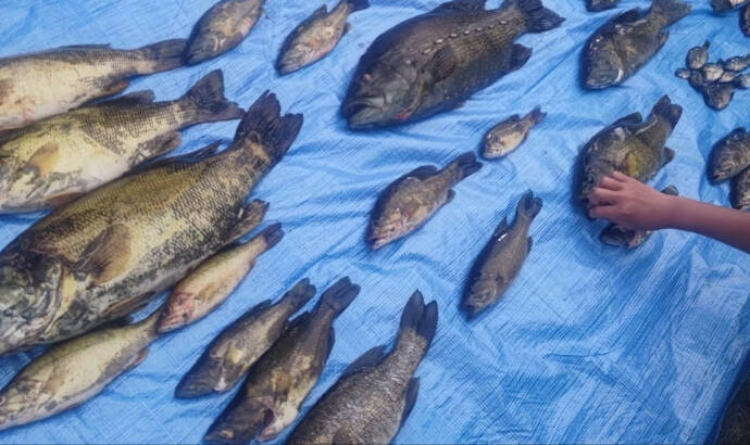 「アユを襲う外来魚」スモールマウスバス釣り大会が開催【櫛田川・三重】優勝サイズは54.5cm！