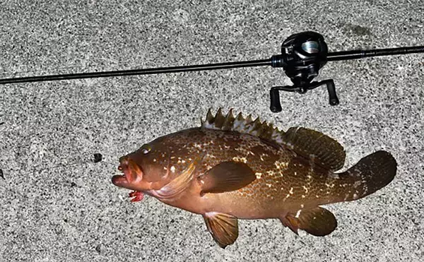 堤防で47cm大型キジハタ獲った！【岡山】潮が動き出すと魚の活性が一転