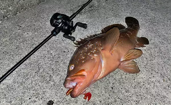 「堤防で47cm大型キジハタ獲った！【岡山】潮が動き出すと魚の活性が一転」の画像