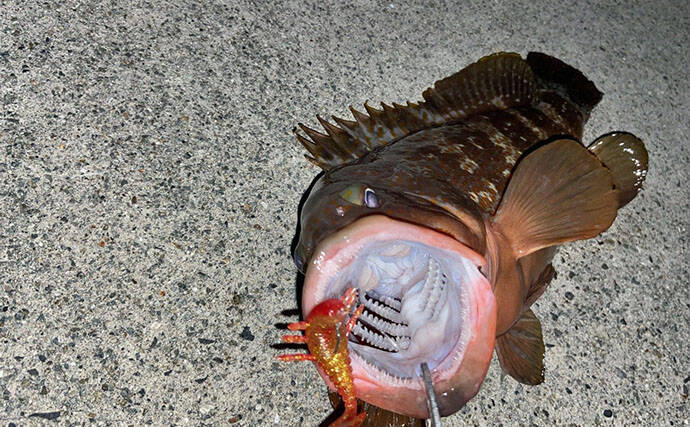 堤防で47cm大型キジハタ獲った！【岡山】潮が動き出すと魚の活性が一転