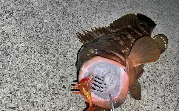 「堤防で47cm大型キジハタ獲った！【岡山】潮が動き出すと魚の活性が一転」の画像