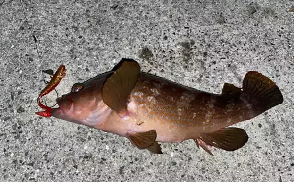 「堤防で47cm大型キジハタ獲った！【岡山】潮が動き出すと魚の活性が一転」の画像