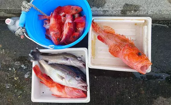 中深海釣りで船中全員が本命アラ手中　好ゲストにオニカサゴも顔出し