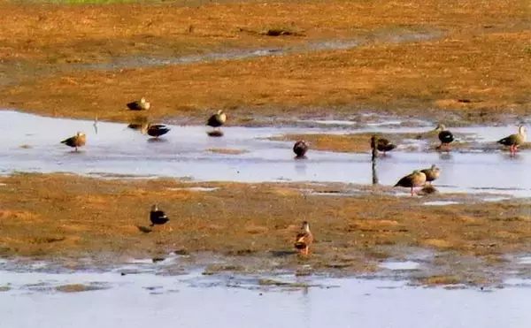 「楠漁港のハゼ釣りで15cm頭に30匹　追い食い狙いダブルヒットが爽快」の画像